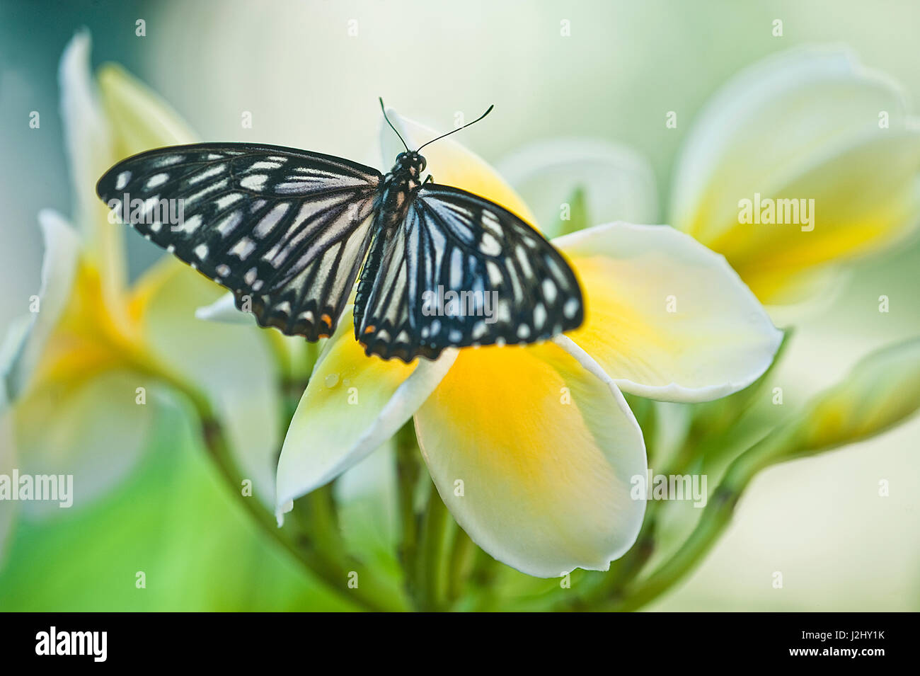 USA, Pennsylvania. Schwalbenschwanz-Schmetterling auf Blume. Kredit als: Nancy Rotenberg / Jaynes Galerie / DanitaDelimont.com Stockfoto