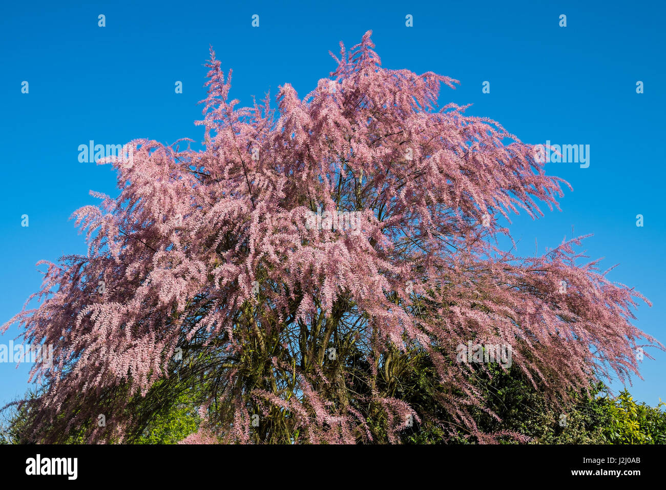 Tamariske (Tamarix Gallica) in voller Blüte - Frankreich. Stockfoto