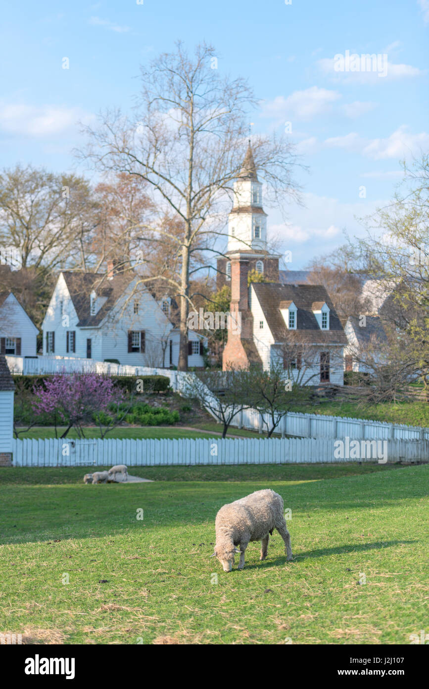 USA, Virginia, Williamsburg, Colonial Williamsburg, Schafe auf der Weide (großformatige Größen erhältlich) Stockfoto
