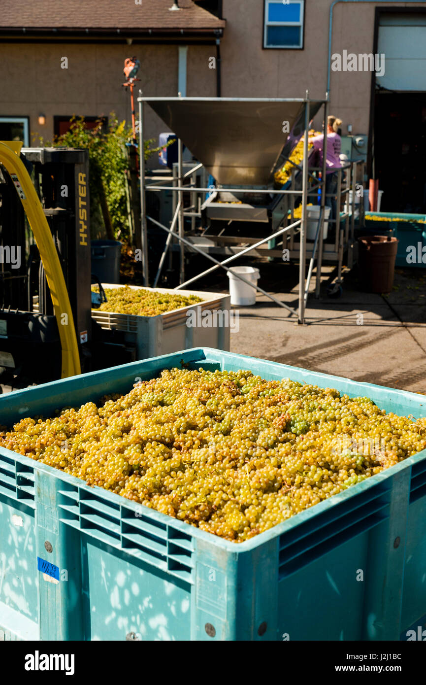 USA, Washington State, Richland. Trauben gefüttert durch die de-Stemmer während verknallt in Bookwalter Winery. Stockfoto