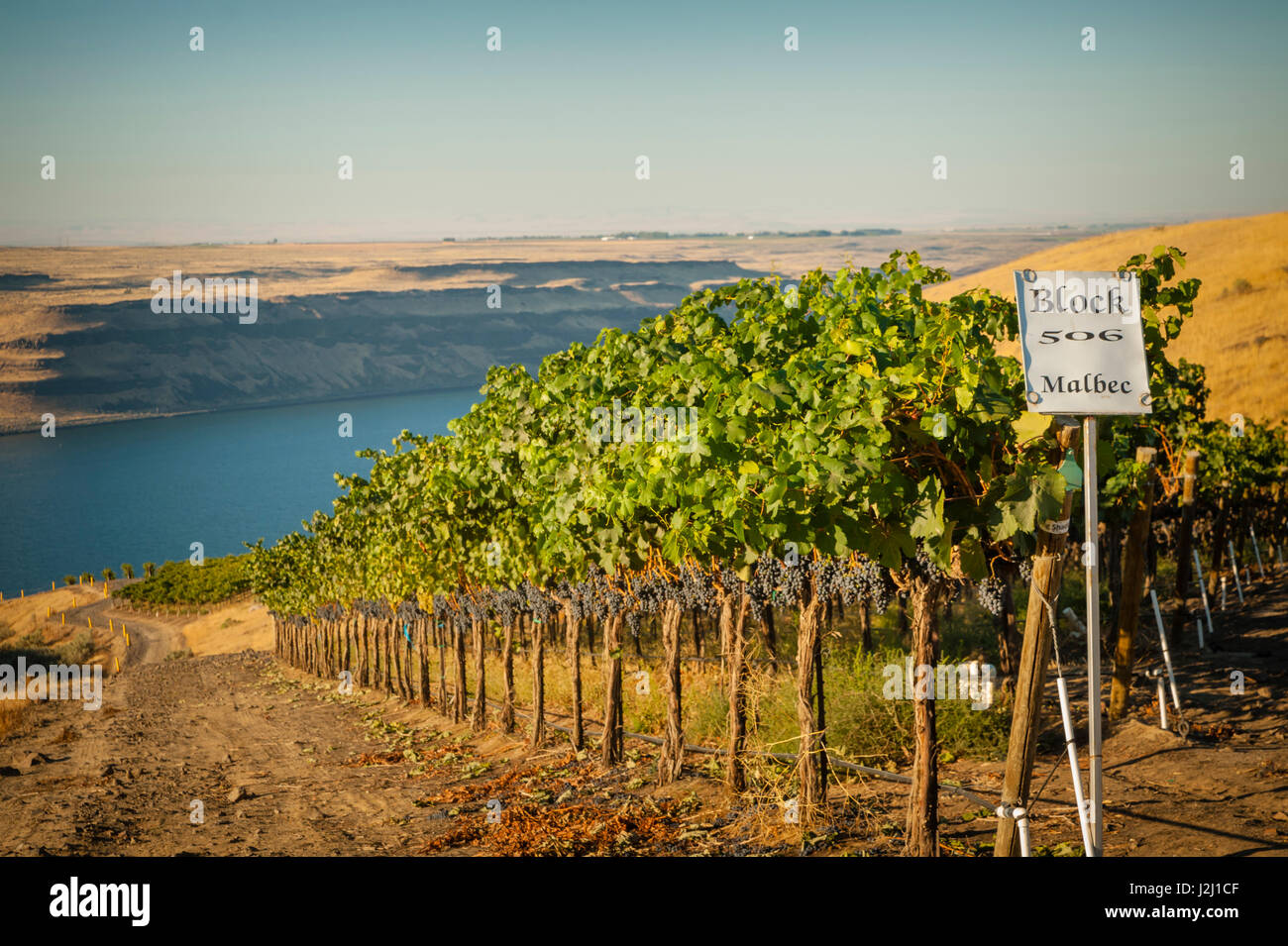 USA, Washington State, Tri-Cities. Malbec-Block auf den Bänken (ehemals Washington Weinberge) Weingut. Stockfoto