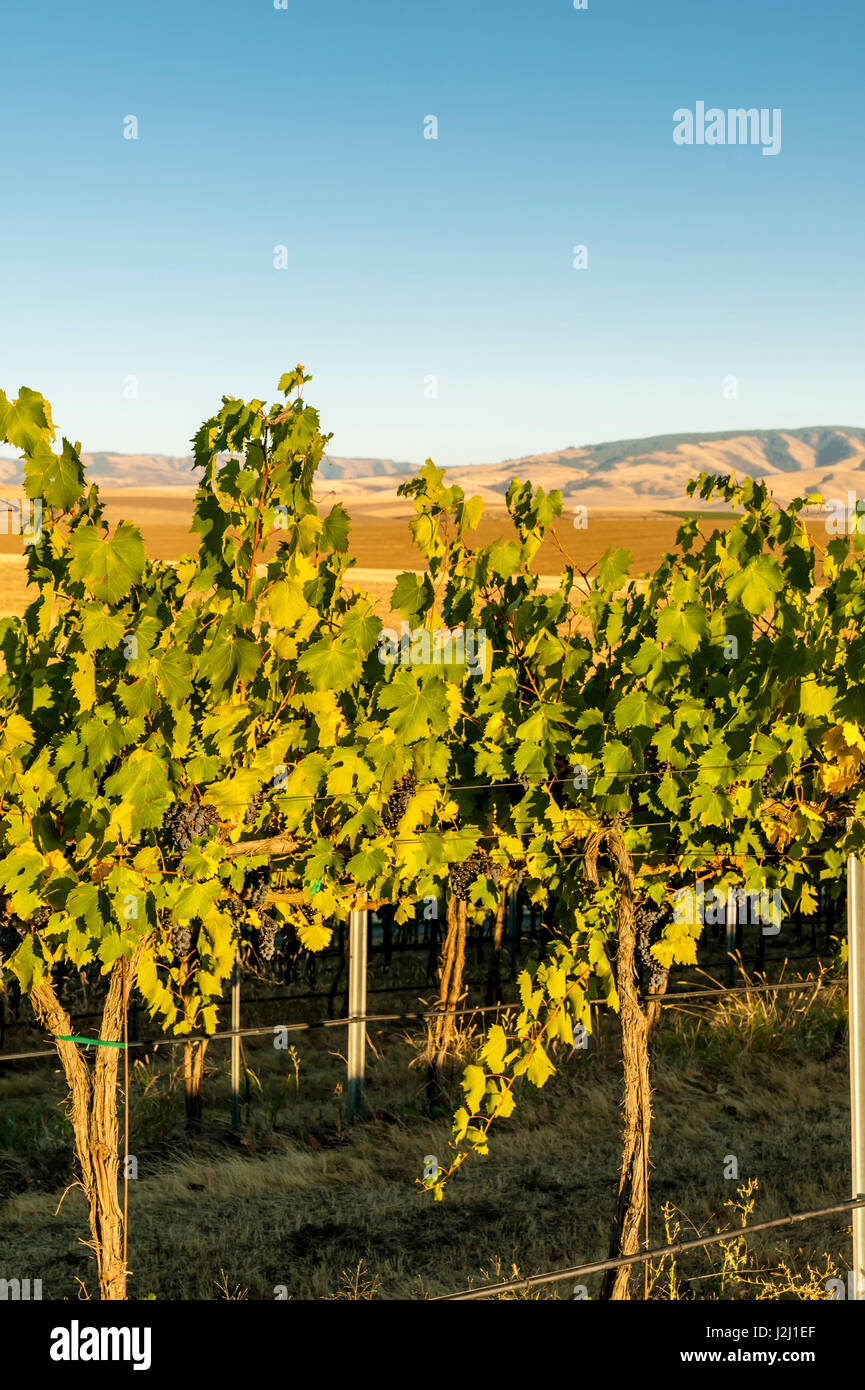 USA, Washington State, Walla Walla. Blue Mountain Vineyard hat seinen Namen von Walla Walla berühmten Blue Mountains. Stockfoto