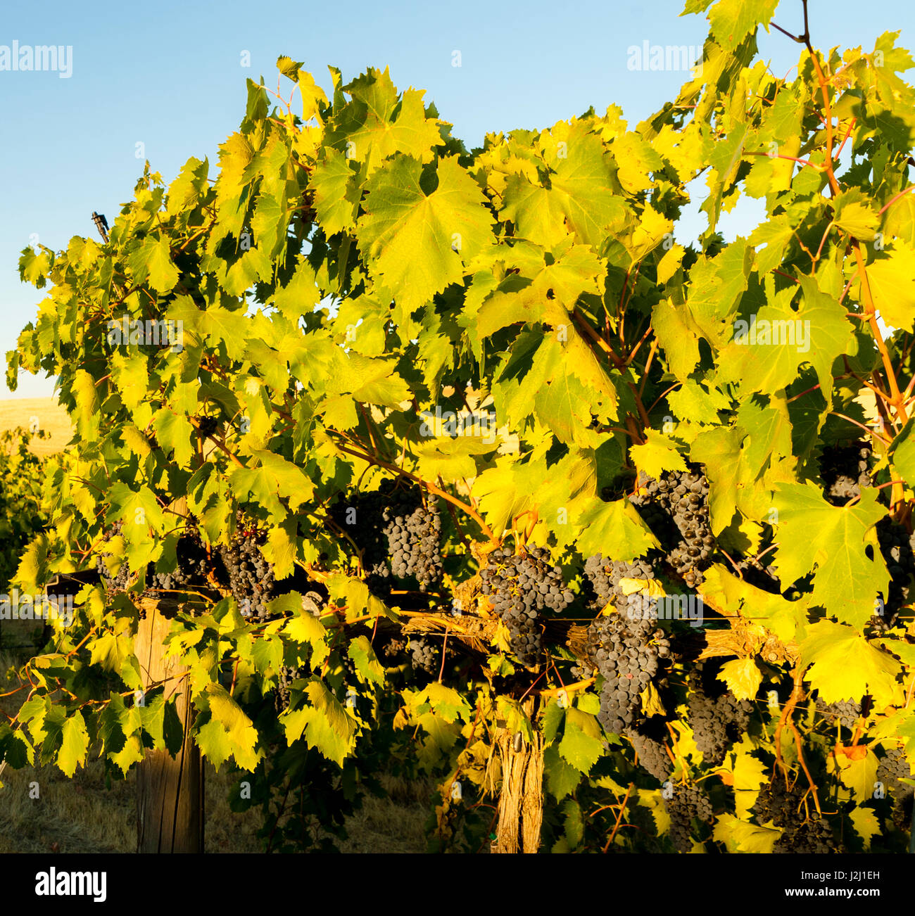 USA, Washington State, Walla Walla. Blue Mountain Vineyard hat seinen Namen von Walla Walla berühmten Blue Mountains. (Großformatige Größen erhältlich) Stockfoto