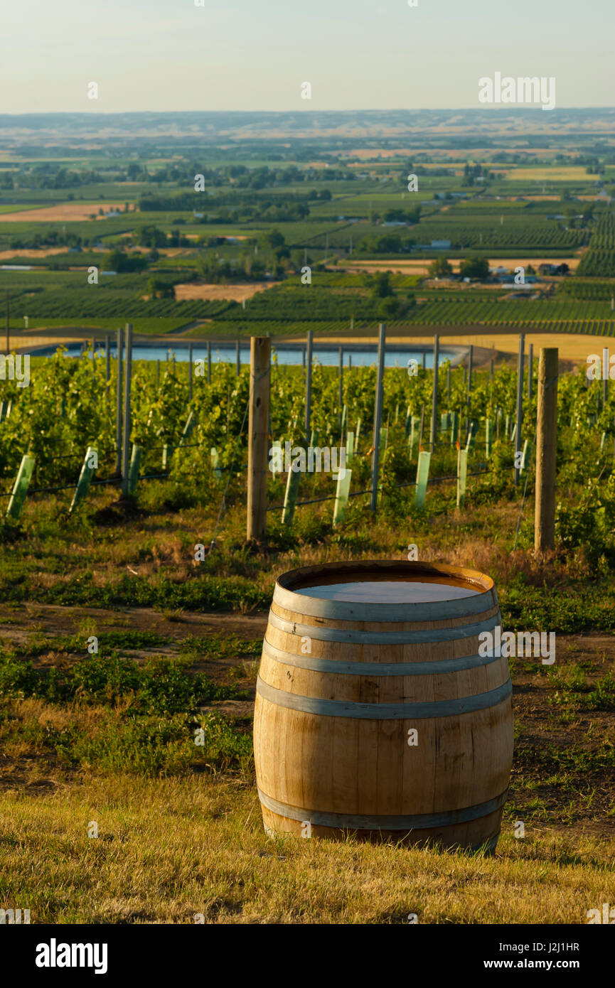 USA, Washington State, Walla Walla. Southwind Weinberg in der sieben-Hügel-Weinberg-Komplex. Stockfoto