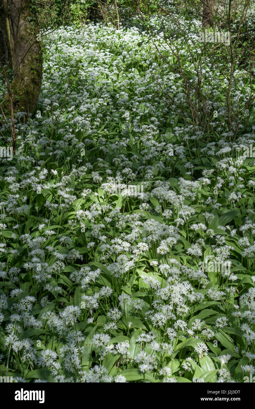 Blumen von wildem Knoblauch namens Ramsons/Allium ursinum. Ein Ersatz für Knoblauch in der Kochkunst & Metapher für Wildnahrung im Frühling. Holzboden Stockfoto