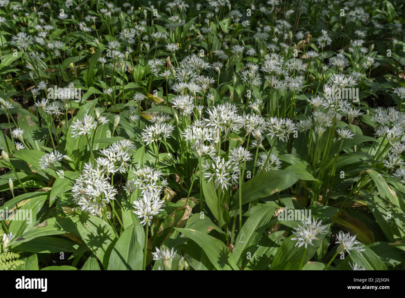 Blumen von wildem Knoblauch namens Ramsons/Allium ursinum. Ein Ersatz für Knoblauch in der Kochkunst & Metapher für Wildnahrung im Frühling. Holzboden Stockfoto