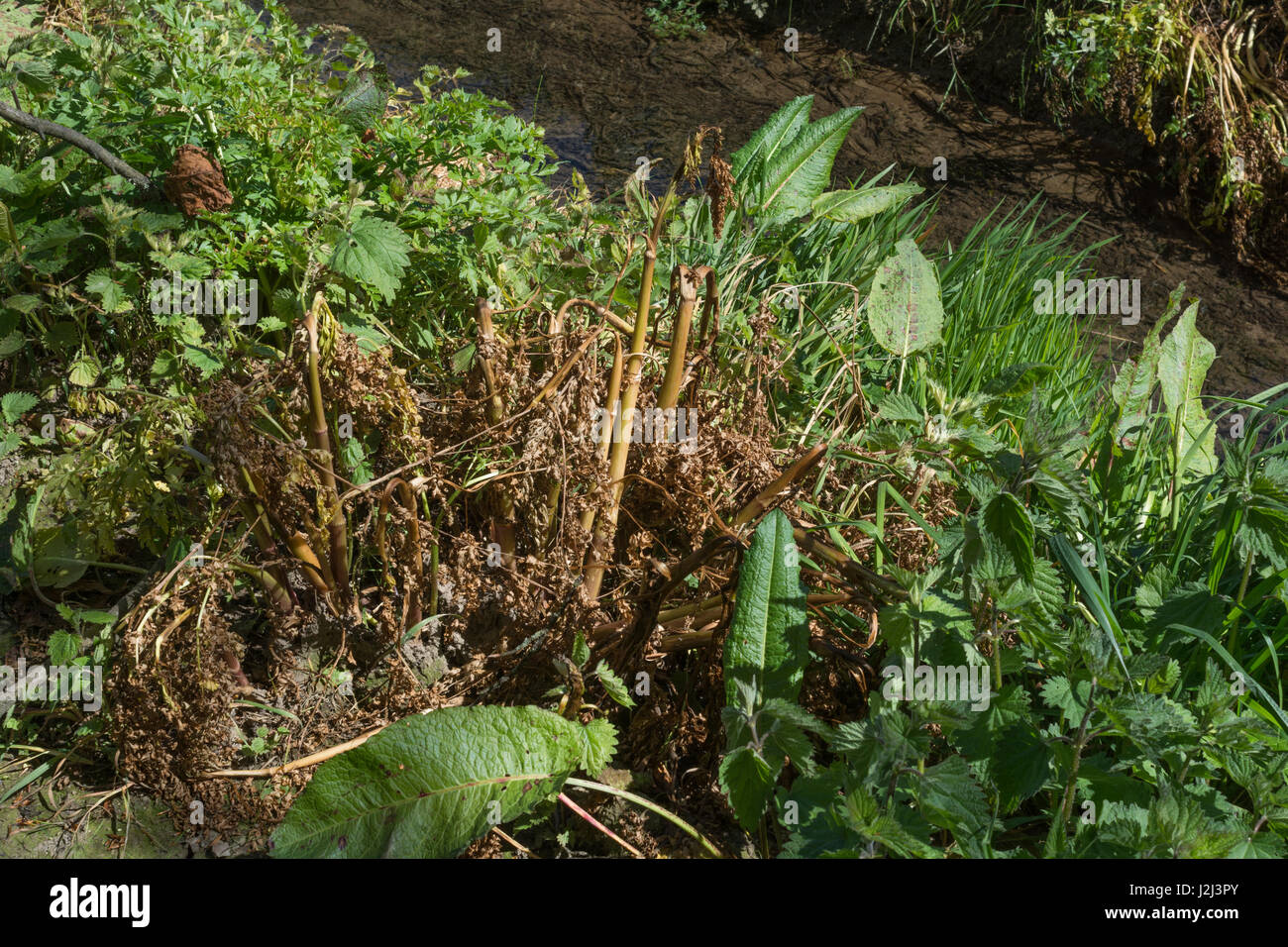 Giftige Unkrautbekämpfung durch Herbizideinsatz - vergilbte Blätter von vergifteten Hemlock Wasserdropfwort / Oenanthe crocata neben Entwässerungsgraben, Binnenwasserstraße Stockfoto