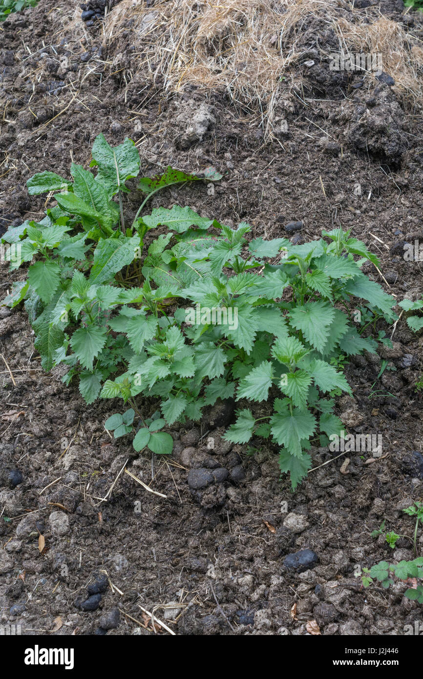 Gemeinsame Brennnessel/Urtica dioica und breitblättrigen Docks/Rumex obtusifolius auf einem Haufen dreck gesehen. Beide Pflanzen wie reiche Böden. Stockfoto