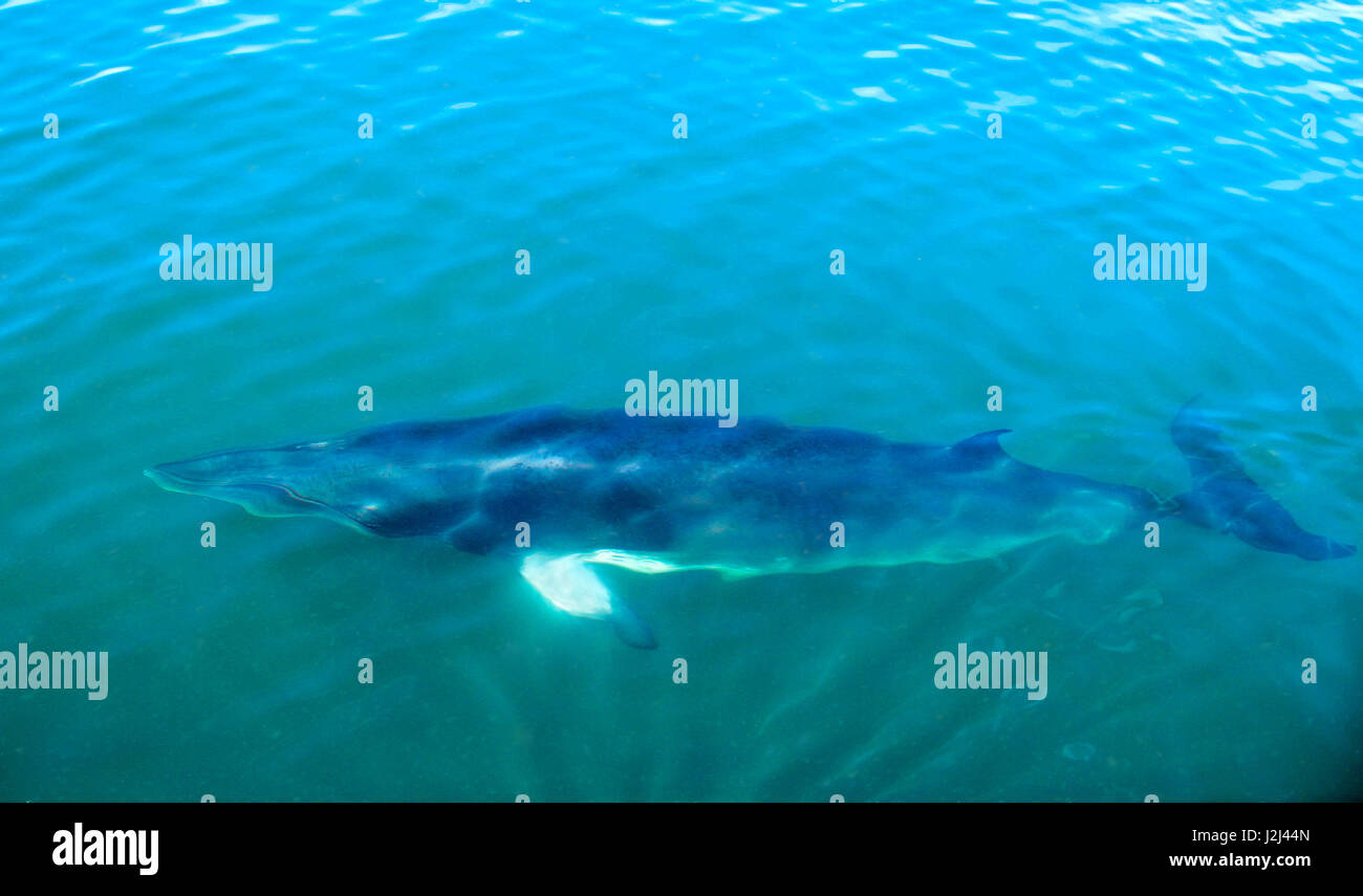Finnwal Schwimmen unter Wasser, New Brunswick, Kanada Stockfoto