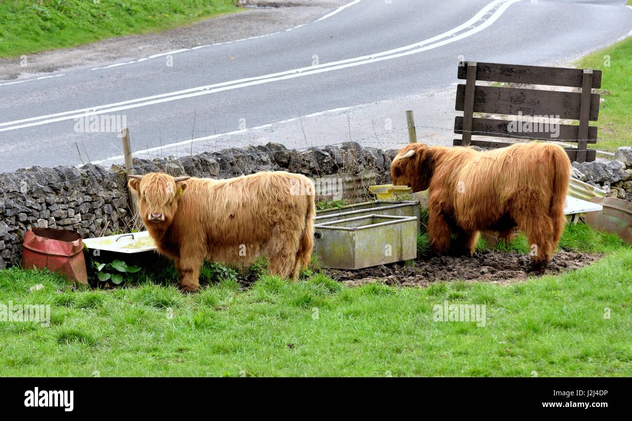 Schottische Highland Bullen Stockfoto