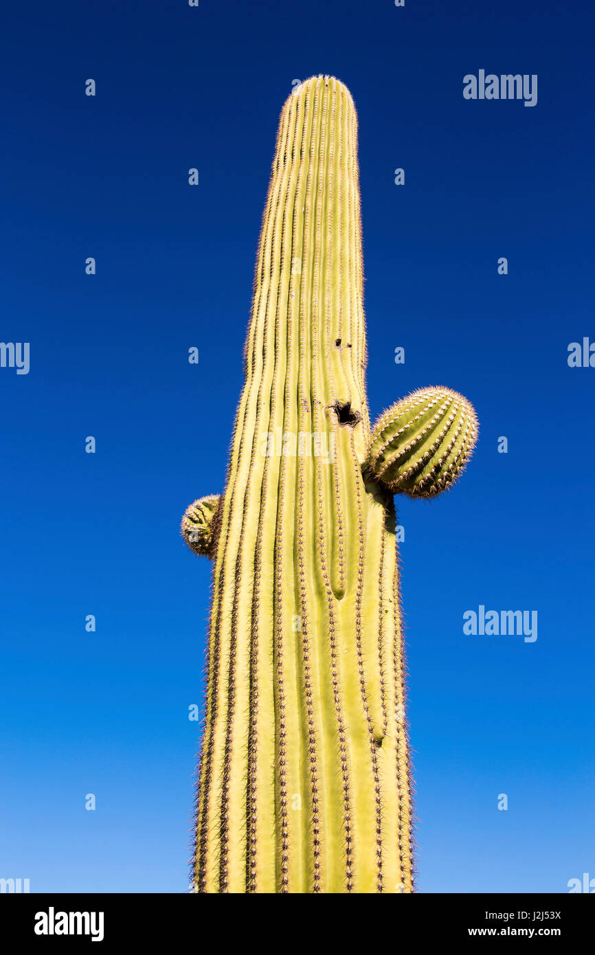 Kaktus vor einem strahlend blauen Himmel. Stockfoto