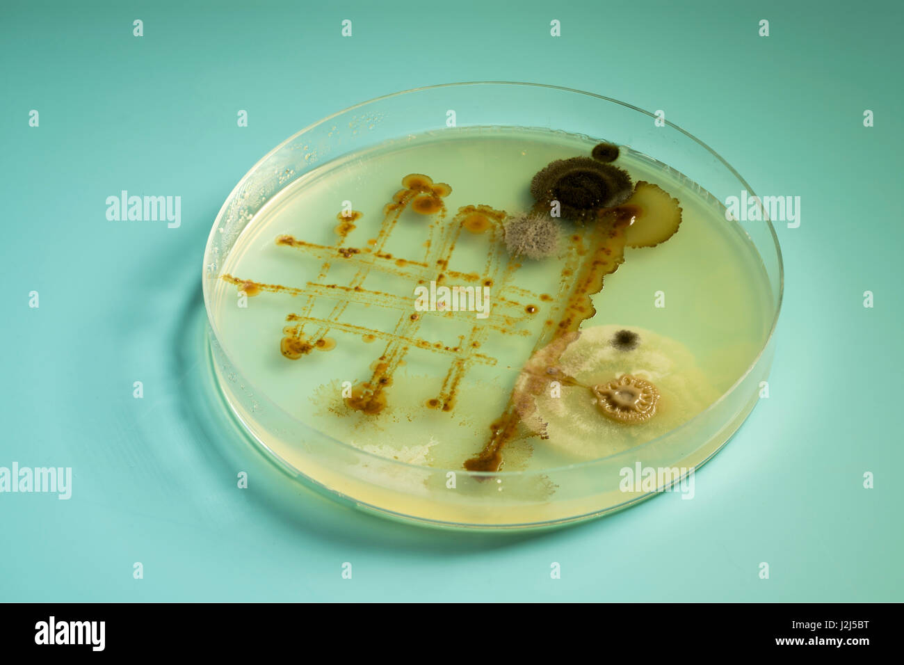 Petrischale mit Bakterien. Stockfoto