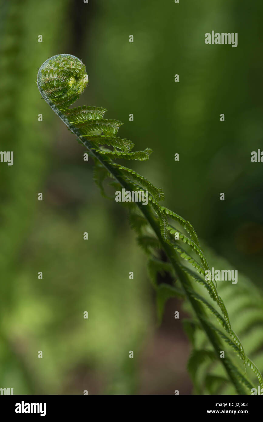 Strauß-Farn Stockfoto