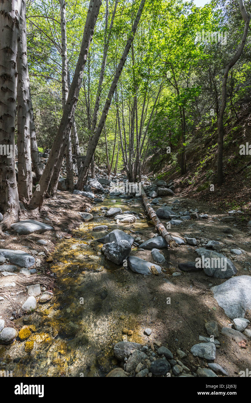 Arroyo Seco-Bach-Erlen über Switzer verliebt sich in die San Gabriel Mountains Area des Angeles National Forest in der Nähe von Los Angeles, Kalifornien. Stockfoto