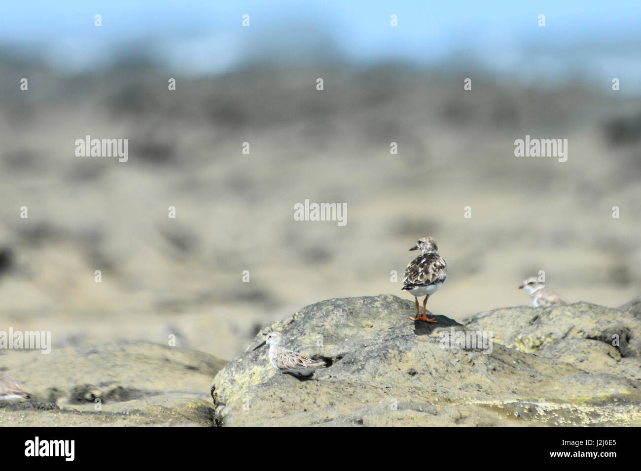 Eine Sand Piper einen Blick auf die Felsen am Strand von Punta Mala, Costa Rica. Stockfoto