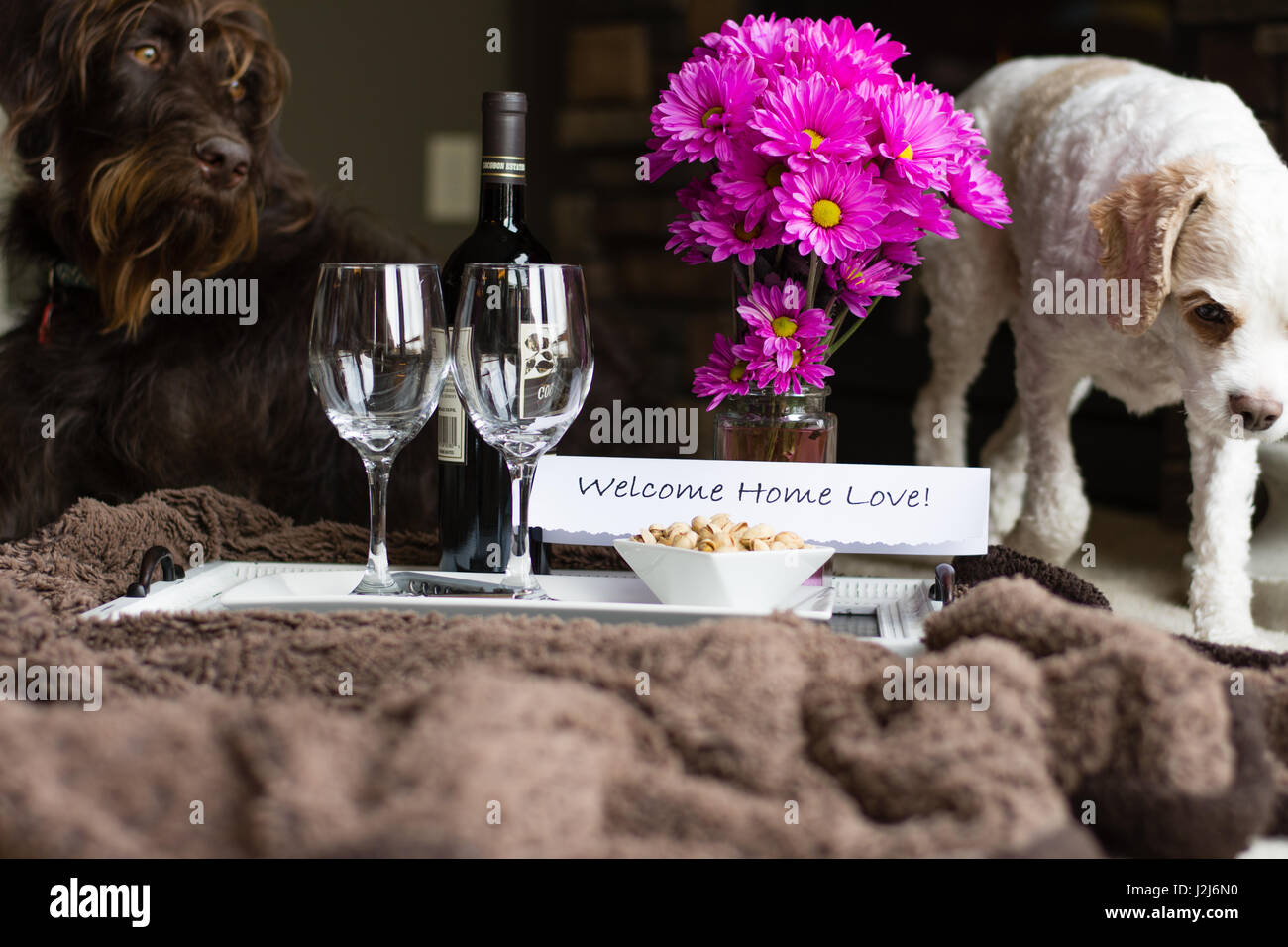 Ein Willkommensgeschenk nach Hause mit Wein und Snacks und der Hund der Familie. Stockfoto