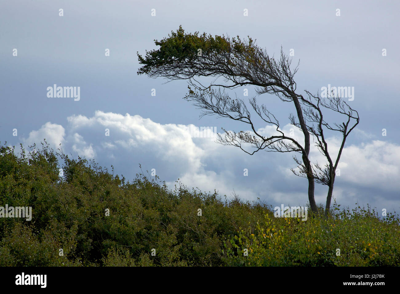 Windgepeitschten Bäumen, europäische Buche aus dem stetigen Westwind auf der westlichen Strand Darß-Halbinsel gebogen, Stockfoto