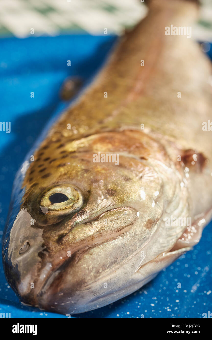 Fangfrische Forellen, bereit für das Kochen Stockfoto