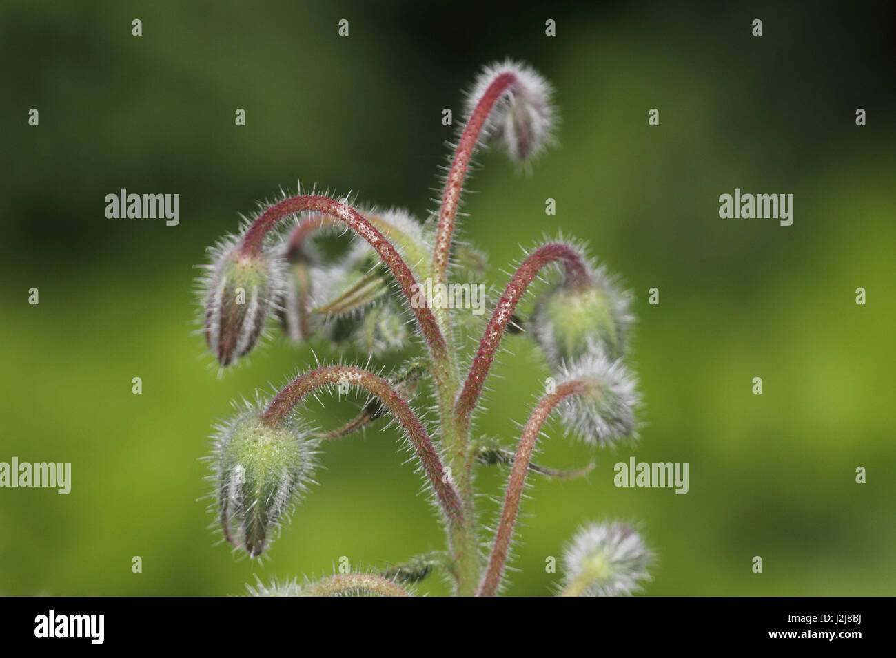 Borretsch, Borrango officinalis Stockfoto