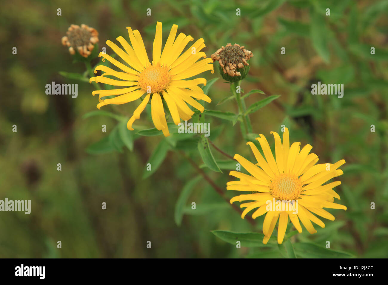 Lemonyellow falsche Goldenaster, Heterotheca Camporum var. Glandulissimum, Stockfoto