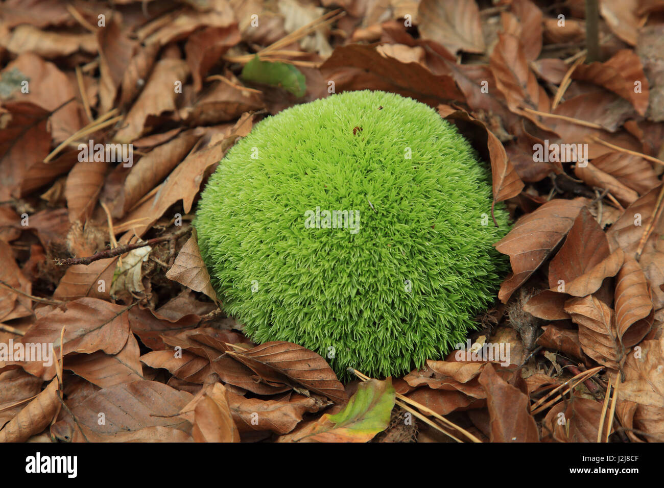 Marimo im Wald Stockfoto