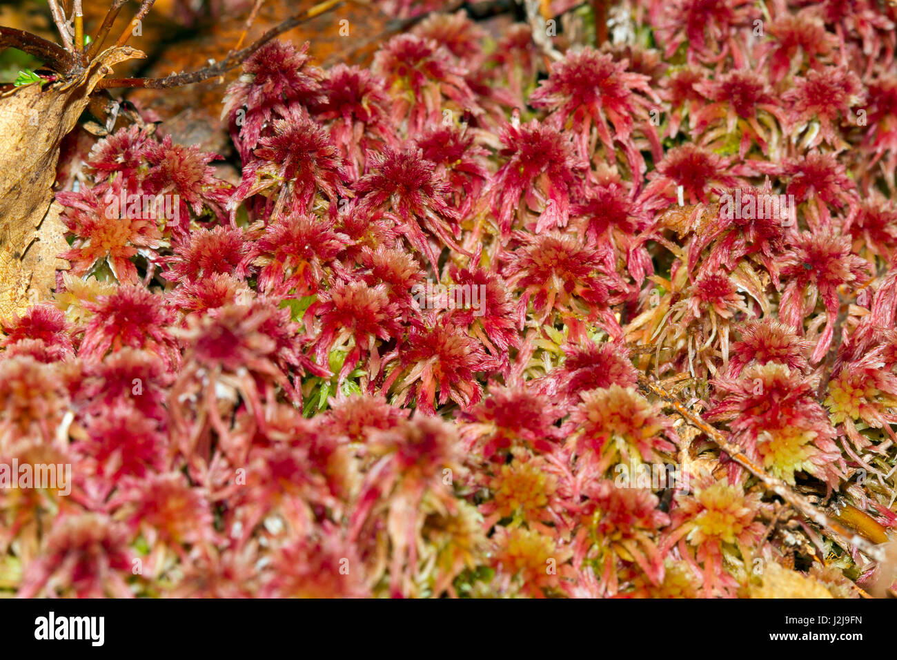 rotes Moor, (Sphagnum SP.), Kuhmo, Kainuu, Nord Karelien, Finnland Stockfoto