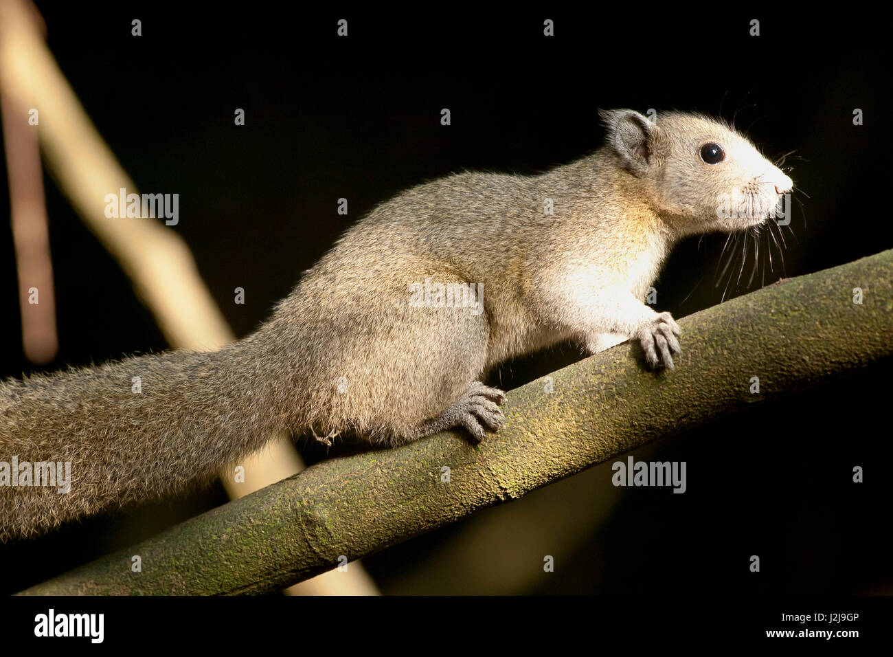 Grau-bellied Eichhörnchen, (Callosciurus Caniceps), Kaeng Krachan, Phetchaburi, Thailandaa Stockfoto
