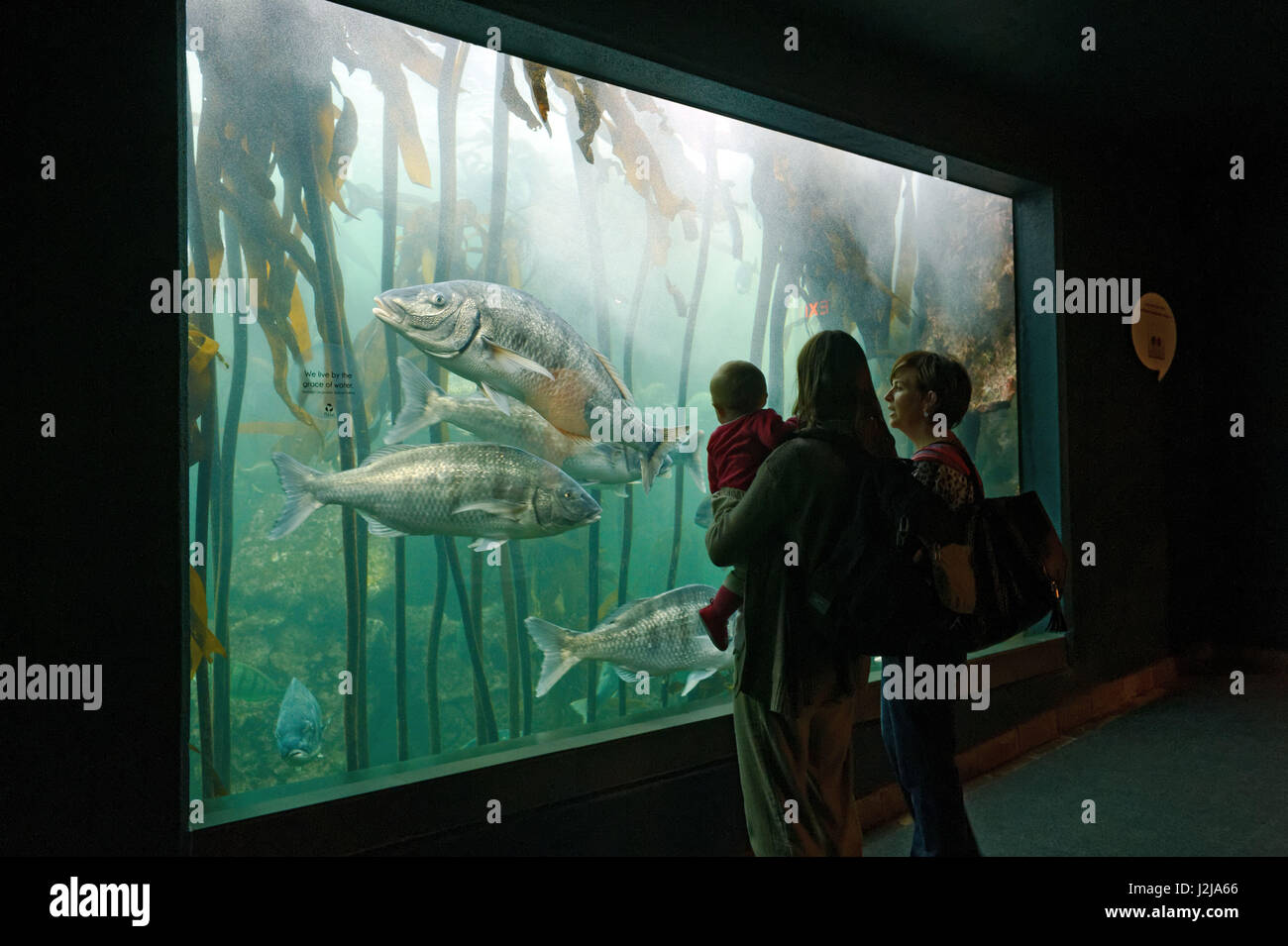 Südafrika, Western Cape, Cape Town, Victoria und Alfred Waterfront, Two Oceans Aquarium Stockfoto