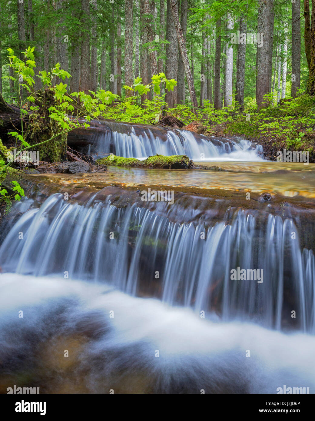 USA, Washington State, Gifford Pinchot National Forest. Wasserfall und malerischen Wald. Kredit als: Don Paulson / Jaynes Galerie / DanitaDelimont.com Stockfoto