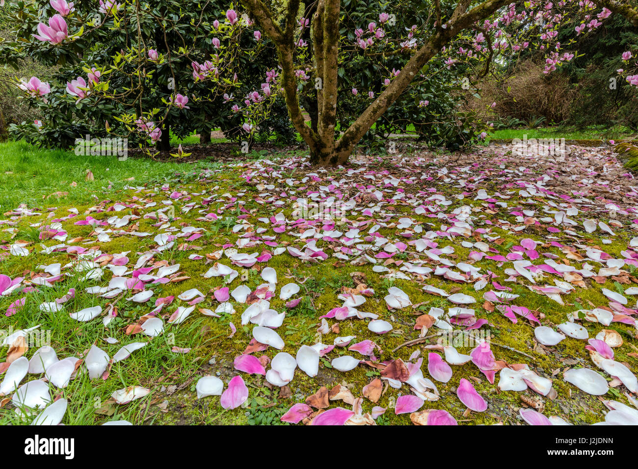 Magnolien blühen im Frühjahr im Arboretum in Seattle, Washington State, USA (großformatige Größen erhältlich) Stockfoto