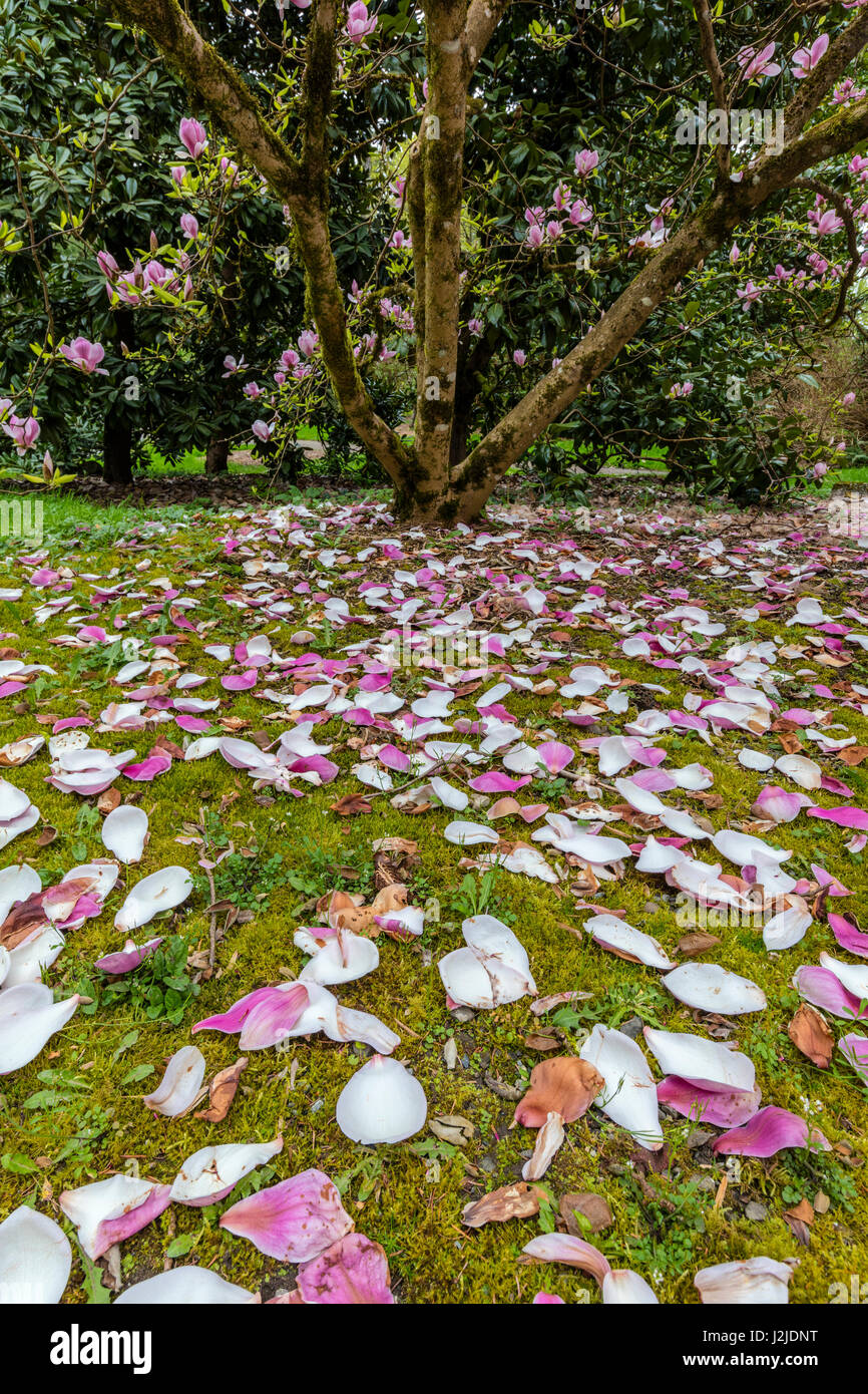 Magnolien blühen im Frühjahr im Arboretum in Seattle, Washington State, USA (großformatige Größen erhältlich) Stockfoto