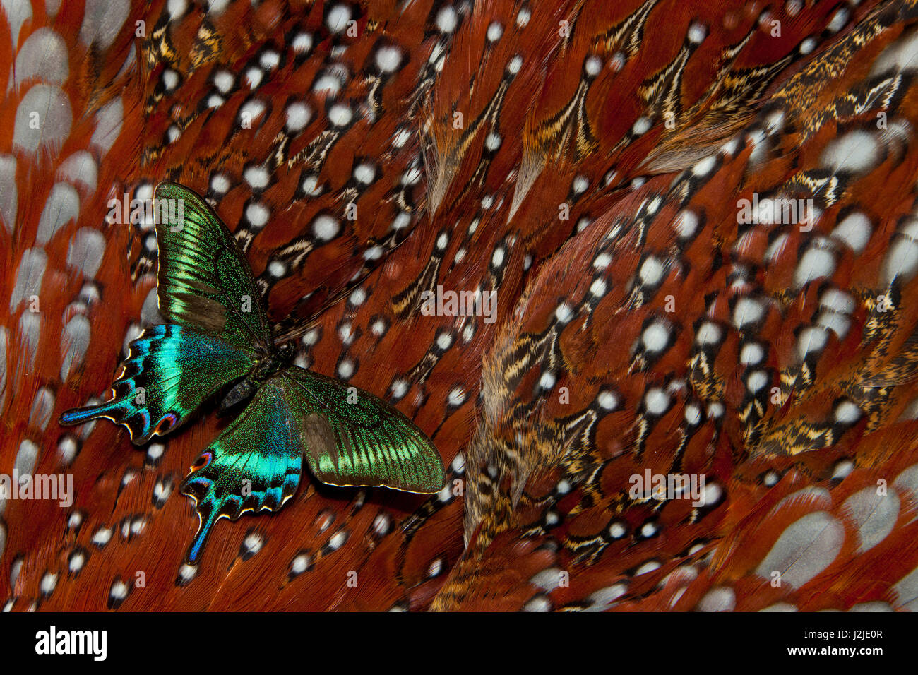 Tropischer Schwalbenschwanz Schmetterling Papilio Bianor, Tragopan Körper Feder Design Stockfoto