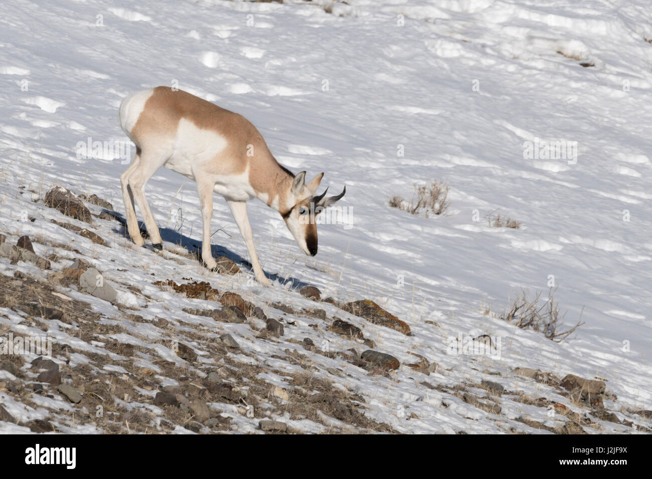 Pronghorn Antilope / Gabelbock / Gabelantilope (Antilocapra Americana) im Winter zu Fuß auf einem felsigen Hügel, Seaching für Lebensmittel, Yellowstone NP, Stockfoto