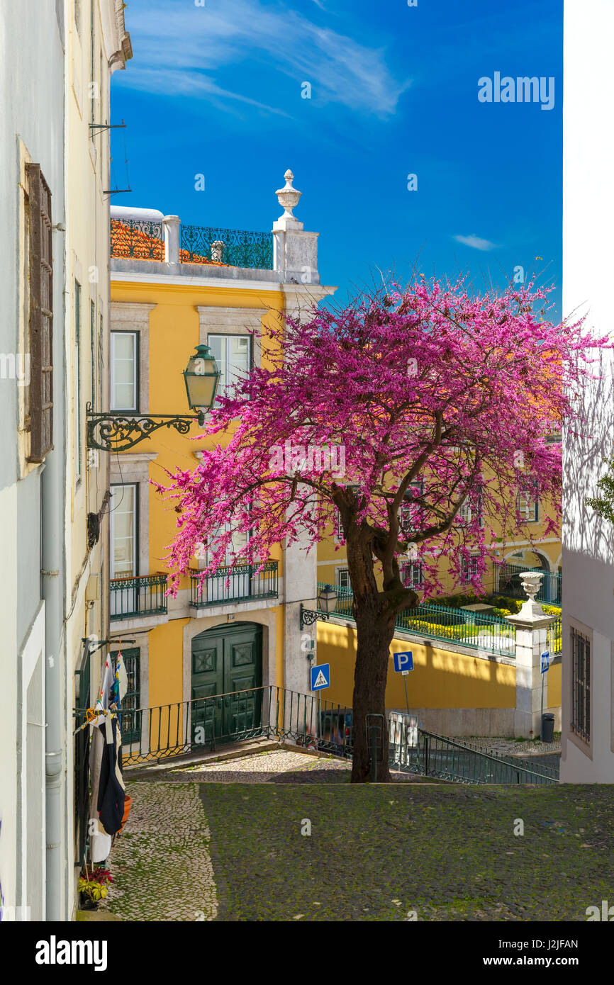 Frühling typische Straße Lissabon, Portugal Stockfoto