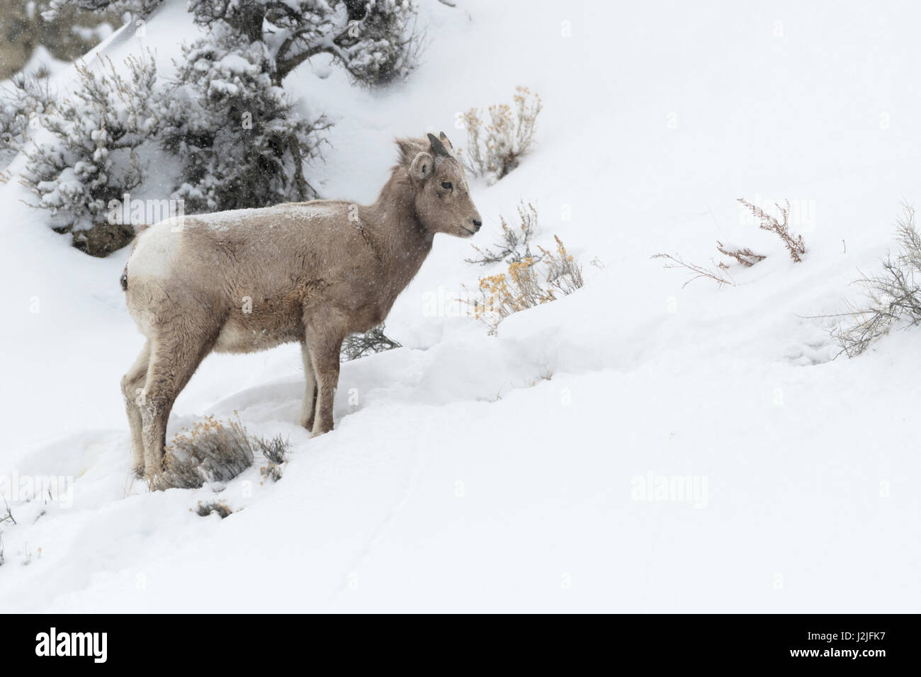 Rocky Mountain Bighorn Sheep / Dickhornschaf (Ovis Canadensis) im Winter, Jährling, stehend Schnee bedeckt Steigung der Berg, Yellowstone NP, USA Stockfoto