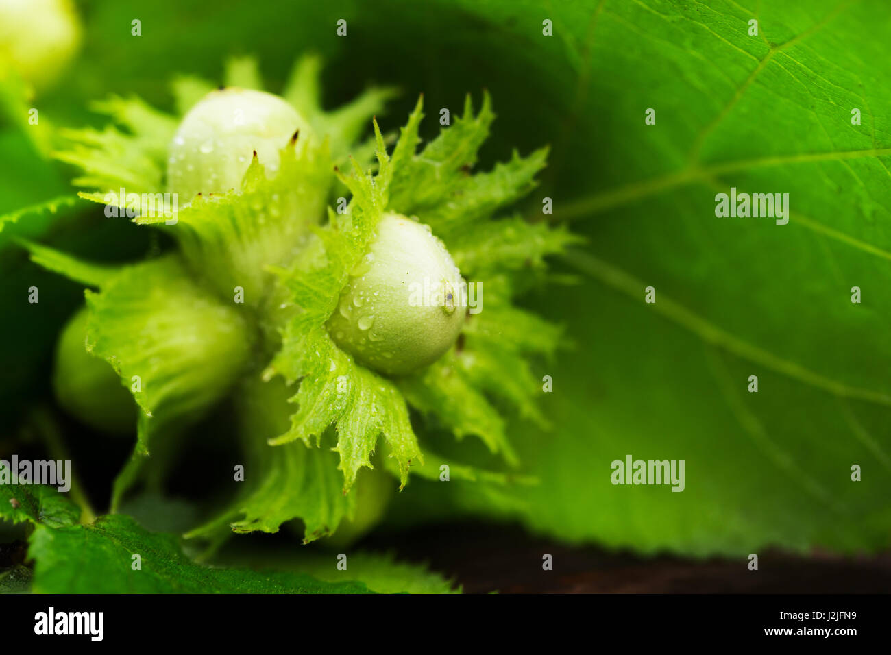 Frische Haselnüsse auf einem hölzernen Hintergrund im freien Stockfoto