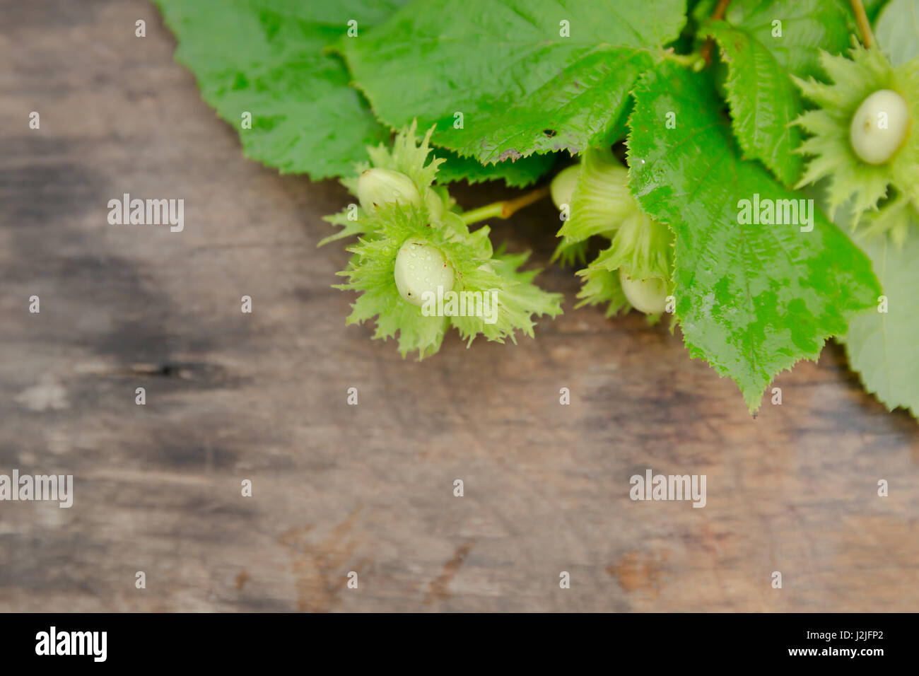 Haselnuss auf einem hölzernen Hintergrund im freien Stockfoto