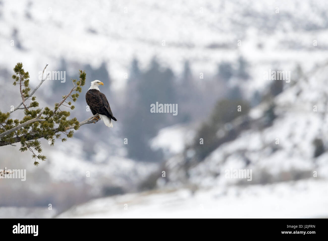 Weißkopf-Seeadler / American Eagle / Weisskopfseeadler (Haliaeetus Leucocephalus), thront auf einem Baum, hoch über Schnee bedeckt Yellowstone Valley, Montana, Stockfoto