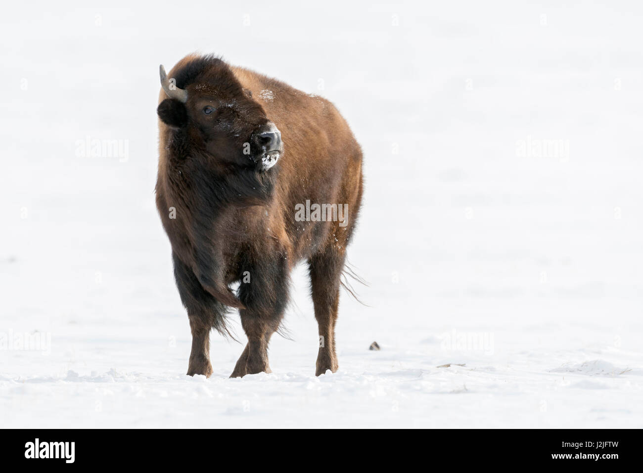 Amerikanischer Bison / Amerikanischer Bison (Bison Bison) im Schnee, gerade gefährlich, bedrohlich, Fotograf, Montana, USA. Stockfoto