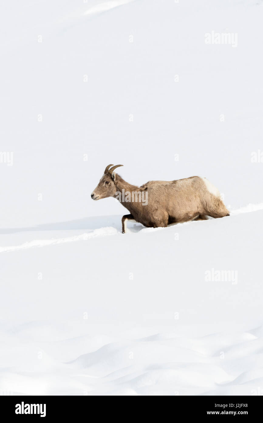 Rocky Mountain Bighorn Sheep / Dickhornschaf (Ovis Canadensis), Ewe, Wandern durch den Tiefschnee, folgt einer Spur, Yellowstone, USA. Stockfoto