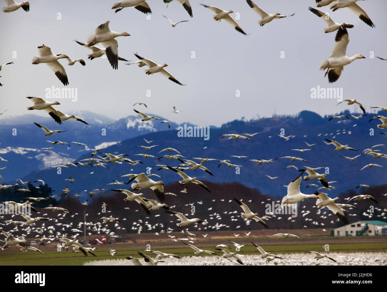 Hunderte von Schneegänsen fliegen über Berge. Landung mit flock Stockfoto