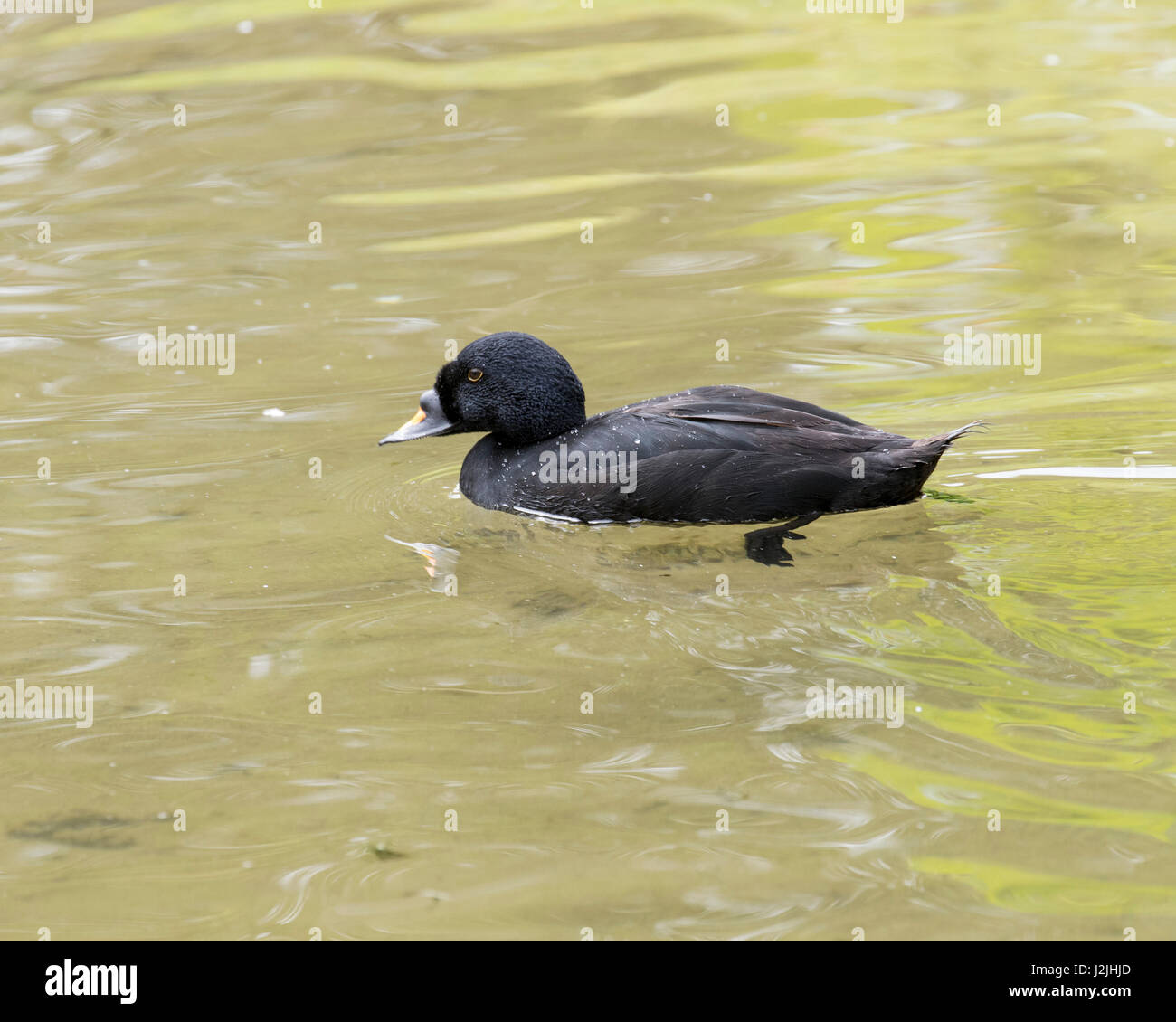 Gemeinsamen Scoter (Melanitta Nigra) auf See Stockfoto