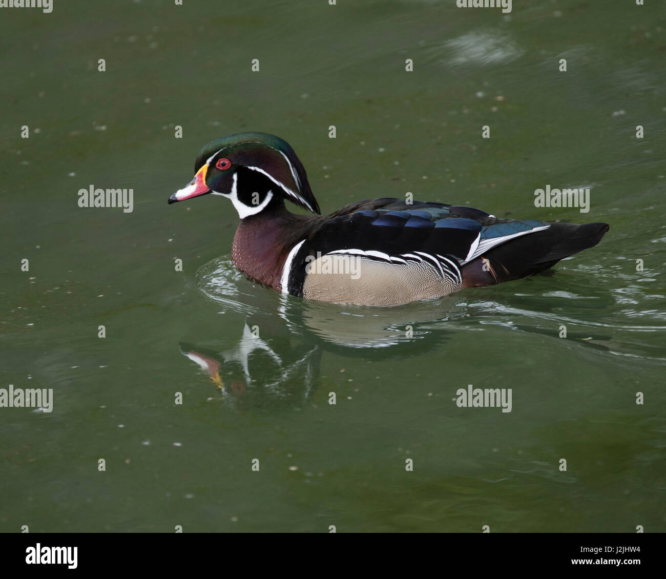Holz oder Carolina Ente schwimmen in einem See Stockfoto