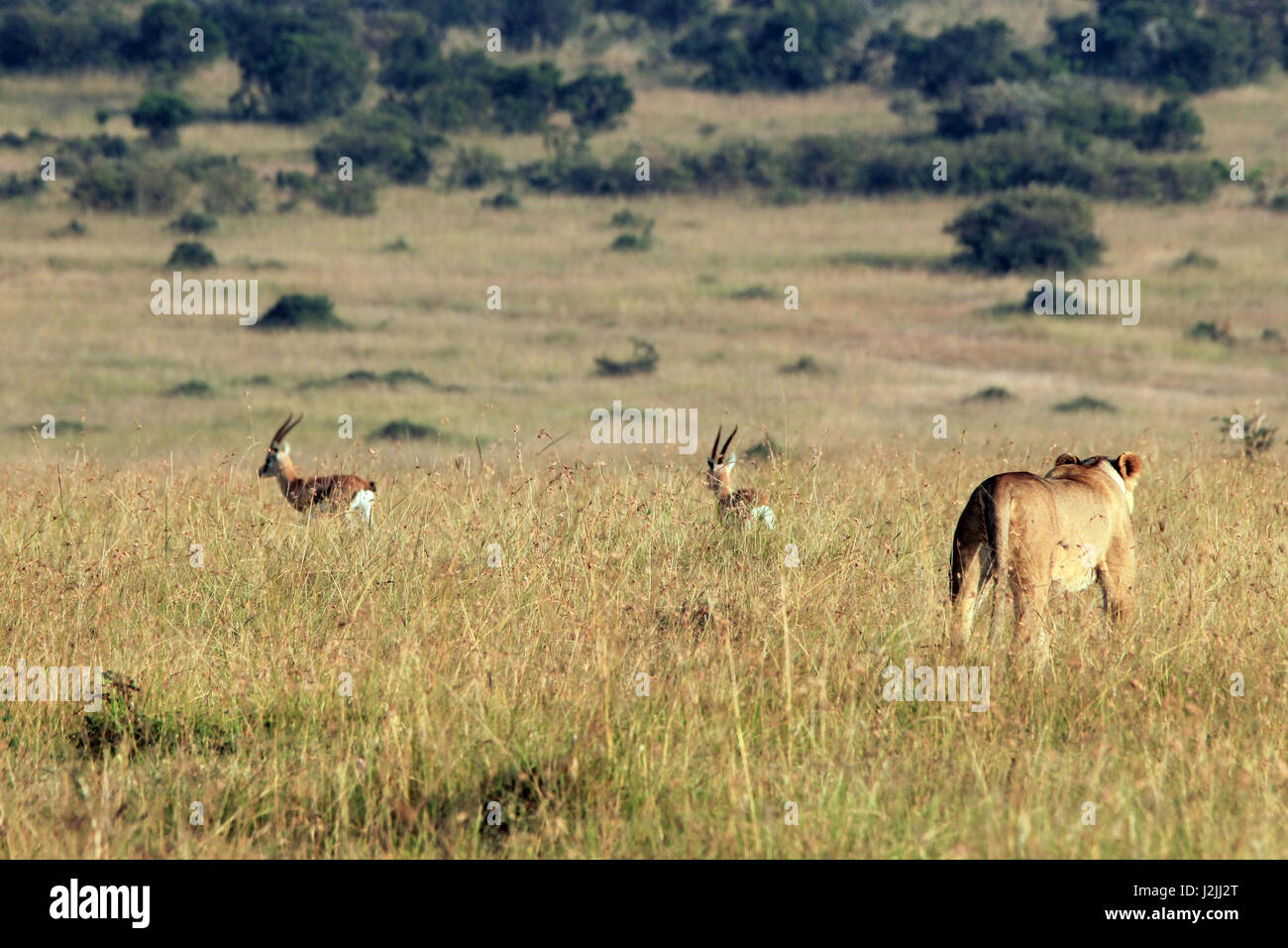 Löwin Jagd zwei Gazellen Thomsons. Massai Mara, Kenia Stockfoto