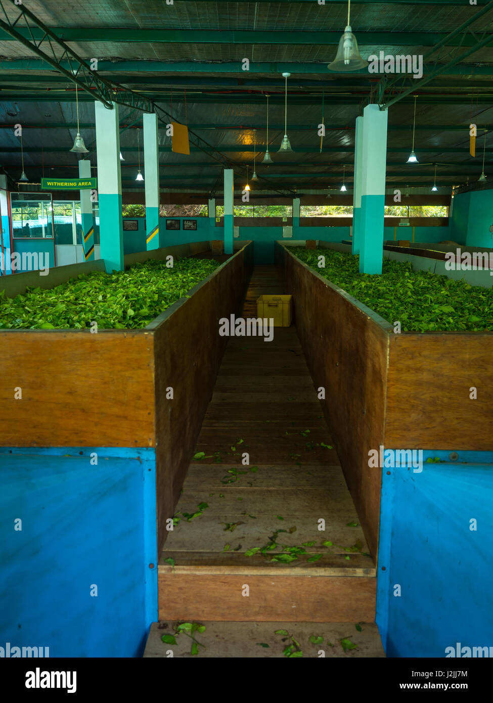 Produktion der Teeverarbeitung verlässt. Sri Lanka. Stockfoto