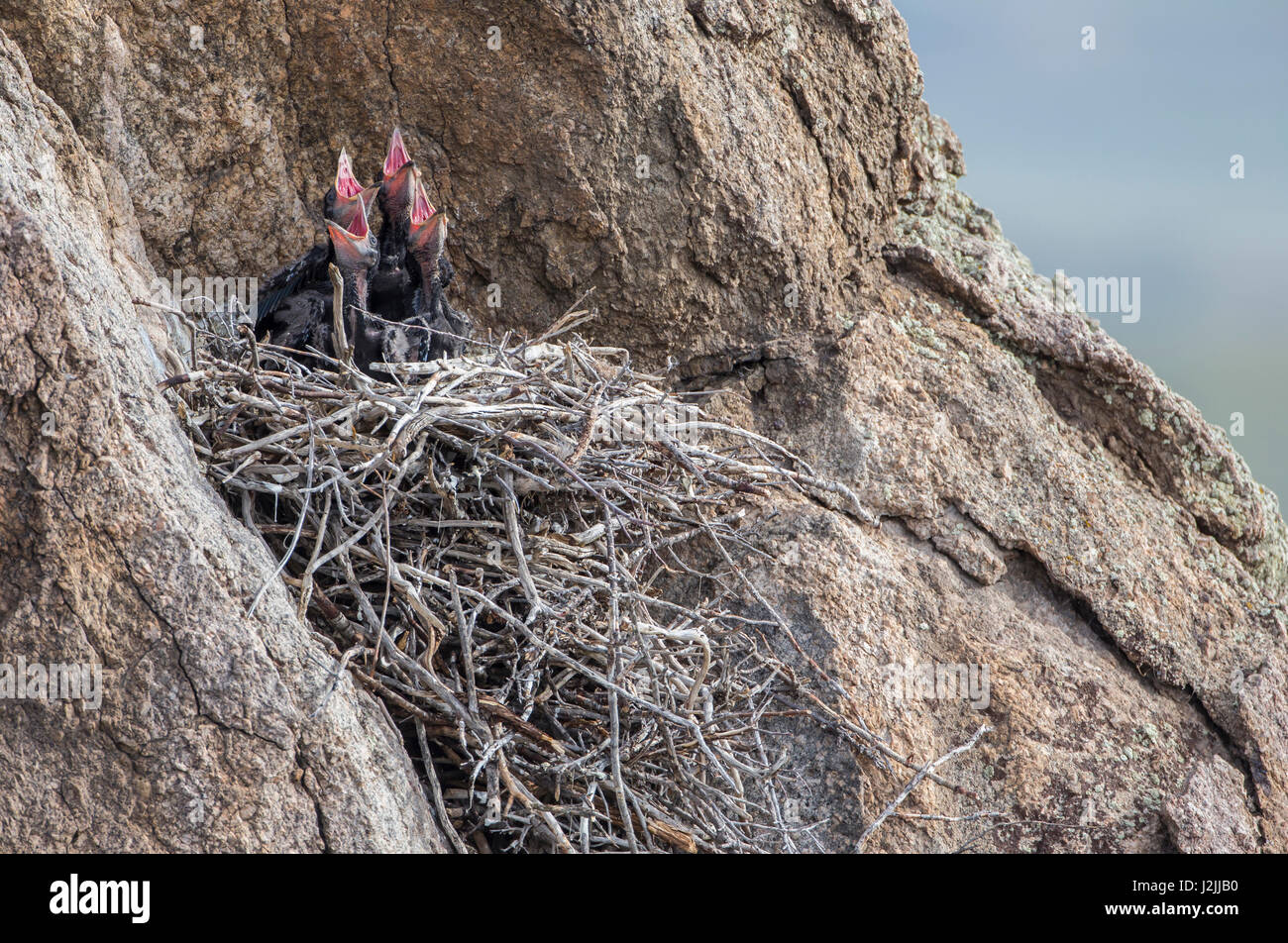 USA, Wyoming, Sublette Grafschaft, gemeinsame Raven Küken im Nest um Essen betteln Stockfoto
