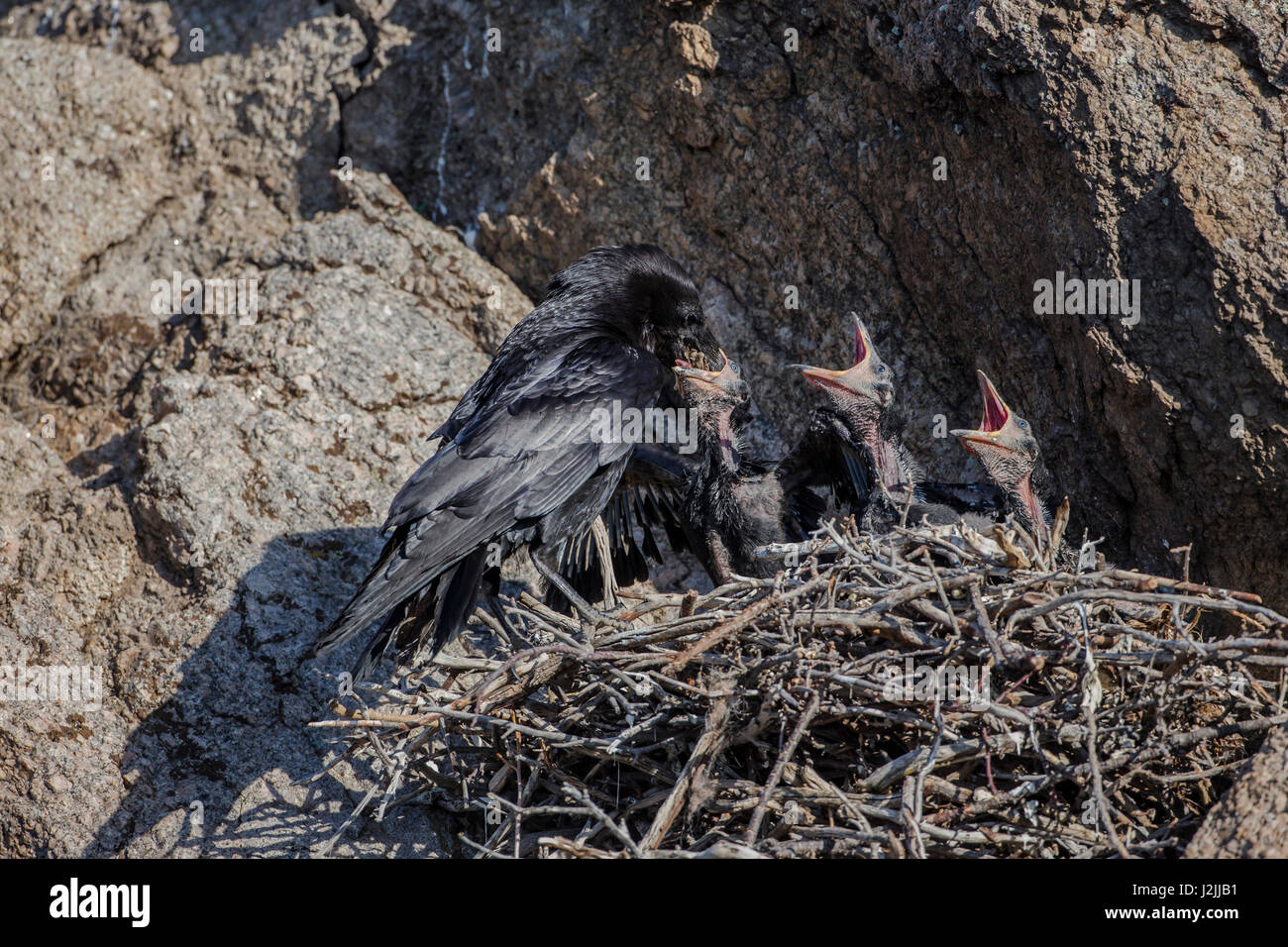 USA, Wyoming, Sublette Grafschaft, gemeinsame Raven Küken im Nest gefüttert von einem Erwachsenen Stockfoto