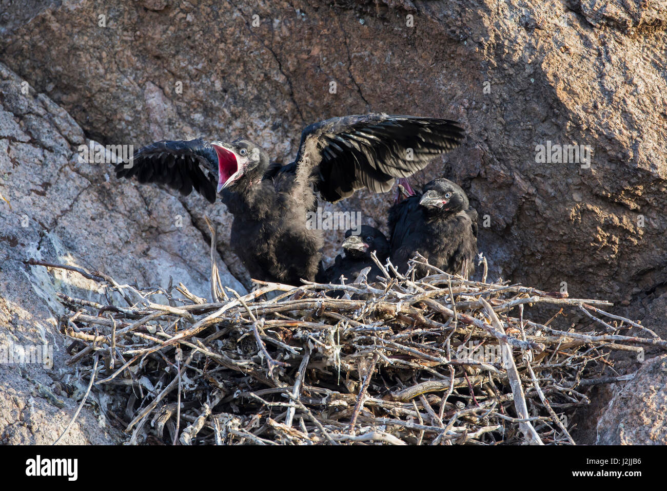 USA, Wyoming, Sublette Grafschaft, gemeinsame Raven eingebettet in Schachteln um Essen betteln Stockfoto