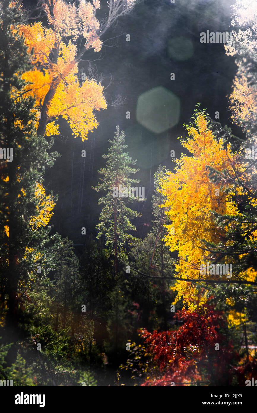 Sonnenschein am Tag im Herbst. (Großformatige Größen erhältlich) Stockfoto