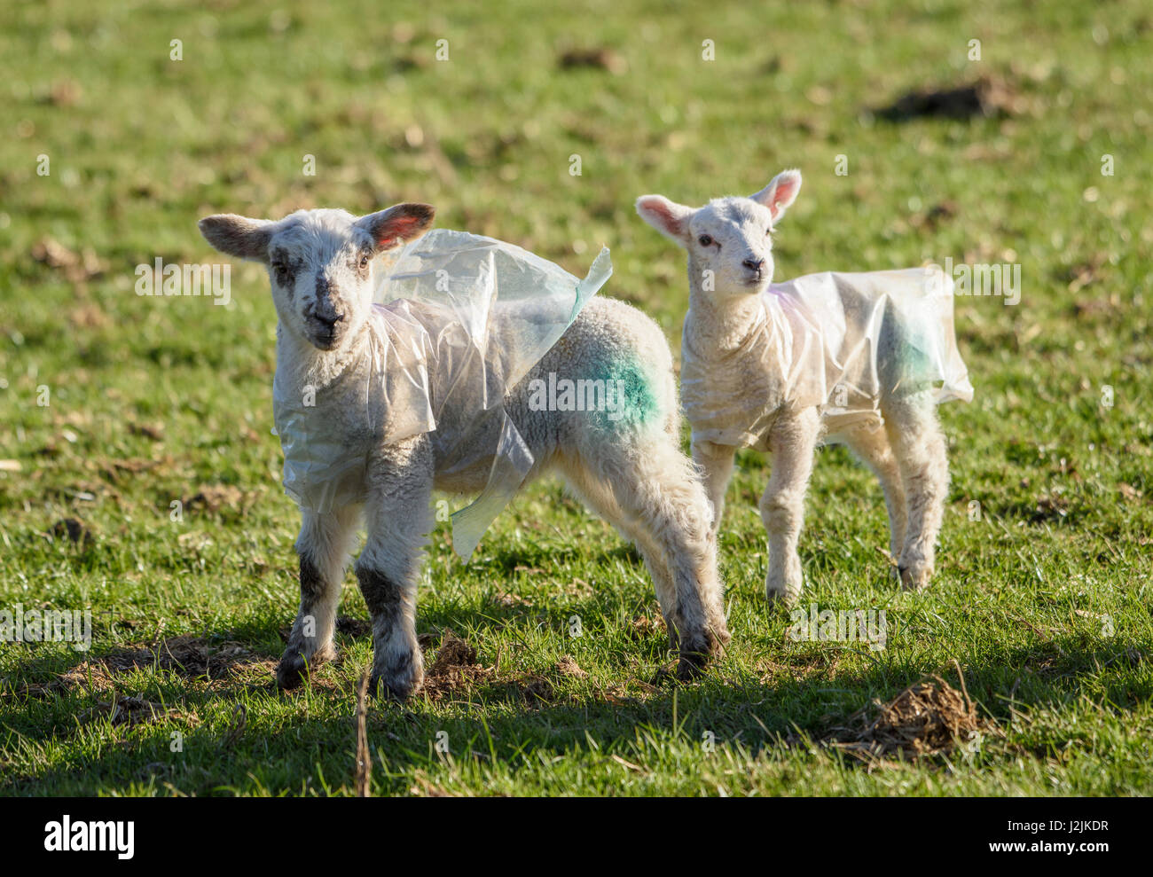 Zwei junge Lämmer tragen Kunststoff Mäntel zum Schutz gegen das Wetter Chipping, Lancashire. Stockfoto